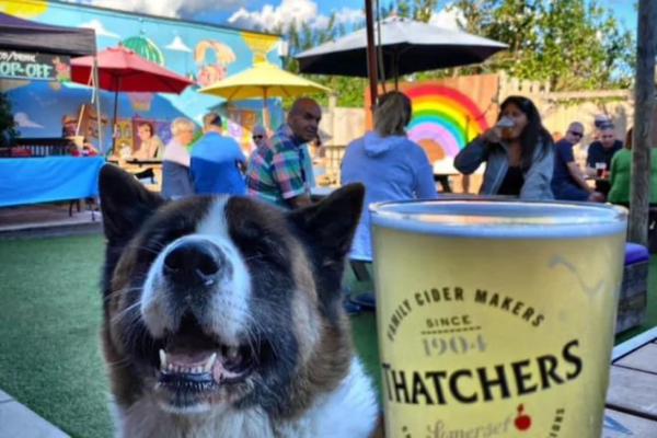 A dog and a pint of cider